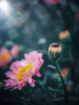 Guten Morgen / ***