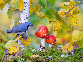 in den herbstlichen Wald / ***