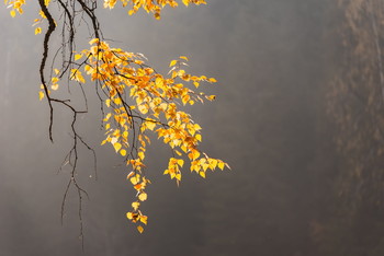 Herbstfarben / ***