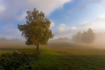Nebliger Morgen / ***