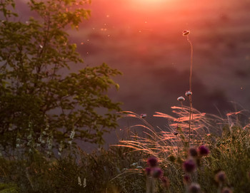 Sonnenaufgang / ***