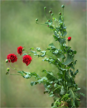 Mohn / ***
