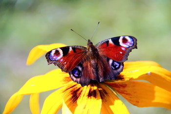 Butterfly Beauty / ***