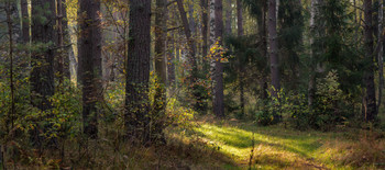 Kalter Morgen / ***