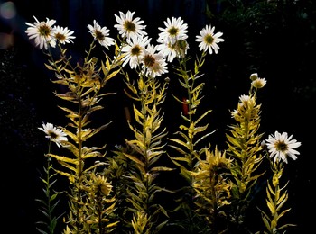 Gänseblümchen / ***