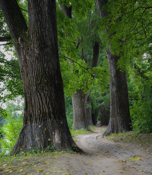 Alte Pappelallee / Regensburg auf der Insel