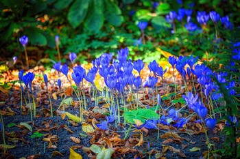 Krokusse / ***