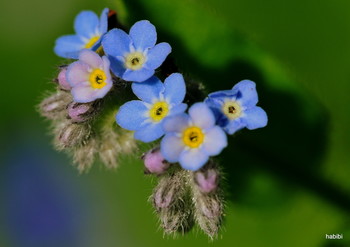 Sommer 2019 / Es lohnt sich immer ein Makroobjektiv dabei zuhaben,am Waldrand enddeckt und abgelichtet.