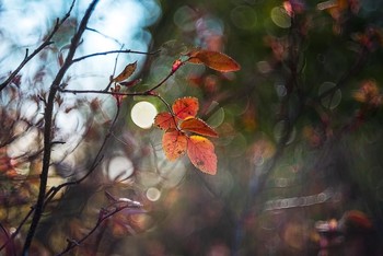 Herbstsonate / ***