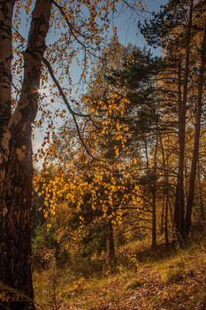 Herbstsonate / ***