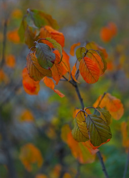 Herbstsonate / ——-