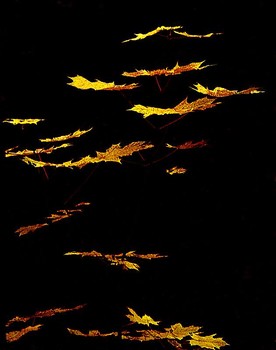 Herbstsonate / ***