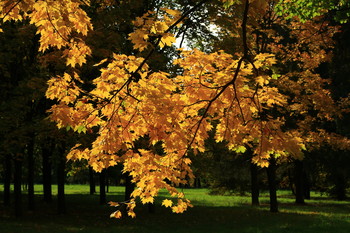 Herbstsonate / ***