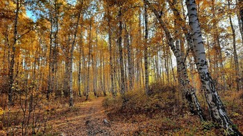 Herbstsonate / ***