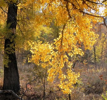 Herbstsonate / ***