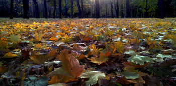 Herbstsonate / ***