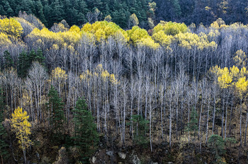Herbstsonate / ***