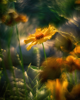  / Helios 44-2 Petzval mod