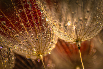 Delante de la amapola. / Macro en exterior y amapola de fondo.