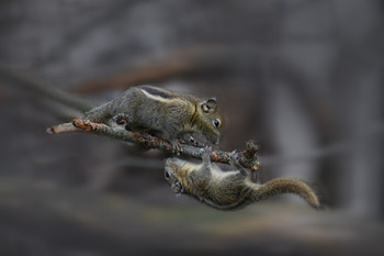 Streifenhörnchen / 2 Streifenhörnchen beim spielen
