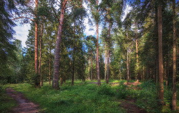 Winterwald / ***