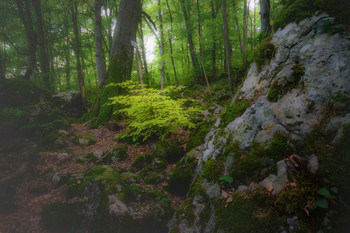 Forest of Fantsy 2 / Das Land der Trolle und Feen