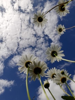 Um den Himmel ... / ***
