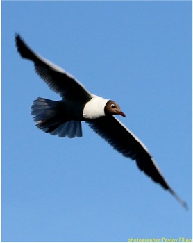 fliegenden Möwe / ***
