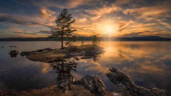 Spring Light / A lone tree at a lake bathing in sunlight a spring day in May 2018. Ringerike, Norway.