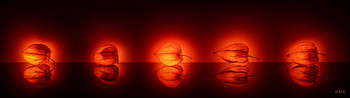 Physalis / Physalis orange