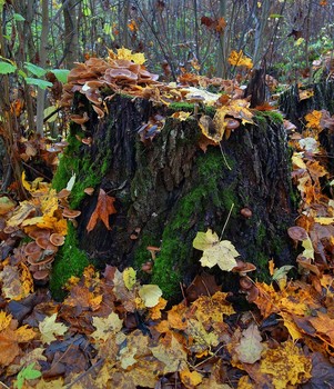 Autumn etude / ***