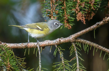 Blue-headed Vireo / ***