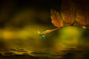 Gota para el invierno. / Foto de estudio.