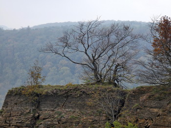 alter Baum / er steht auf der Hohenstein - Klippe im Weserbergland, nahe Hessisch Oldendorf
