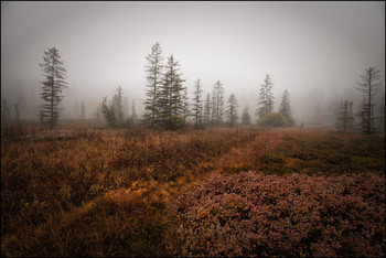 Hochmoor / Herbst