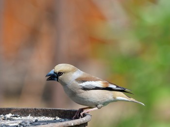 Grosbeak / ***