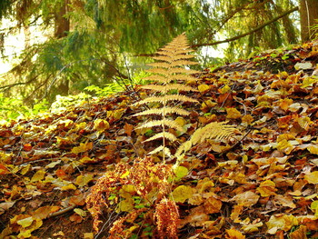 allen Farben des Herbstes / ***