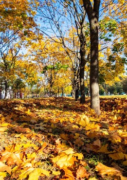 allen Farben des Herbstes / ***