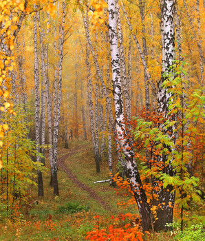 allen Farben des Herbstes / ***