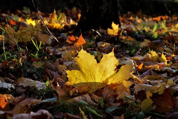 allen Farben des Herbstes / ***