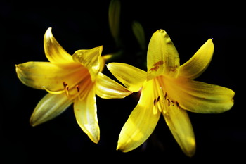 Day Lily / Day lily taken on Canon 1300d with Industar 50-2 50mm