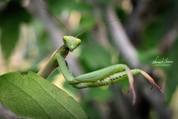 / Mantis shot with D5600 and 18-55mm kit lens. Single frame. No flash. Lightroom edit.