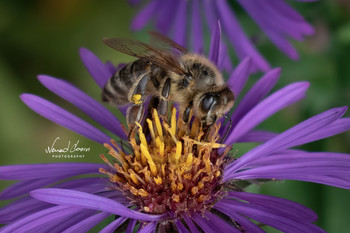  / Beautiful bee captured with Nikon D5600 and 18-55mm kit lens. Single frame, no flash. Lightroom edit.