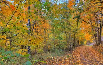 Herbstfarben / ***