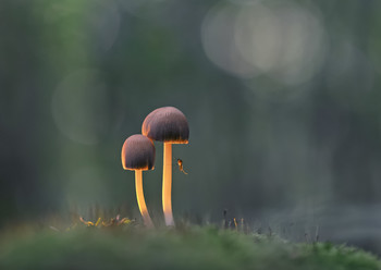  / ***