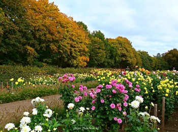 Dahliengarten Hamburg / ***