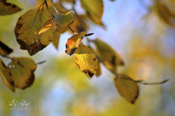 Was für eine Freude! / Herbstlaub im blauen Himmel