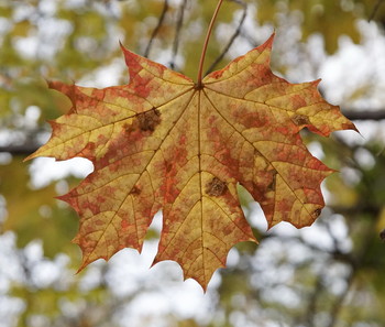 Herbstblatt / ***