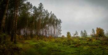  / Magical forest