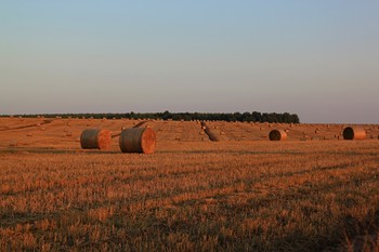 Feld / ***